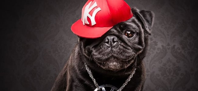 Aussie Photographer Combines Pugs & Hip-Hop With 'The Pug Life'