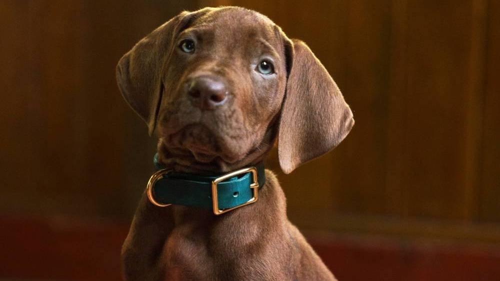'Scooby-Doo' Live-Action Netflix Series Reveals First Look