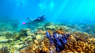 Image for Fly to Far North Queensland Right Now From Just $79