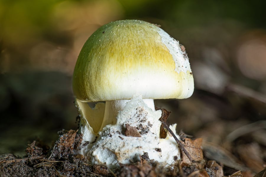 Mushroom